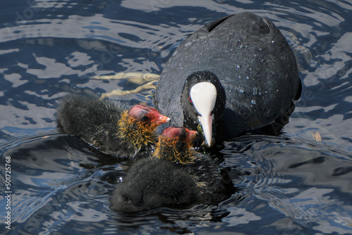 Meerkoet - Coot photo