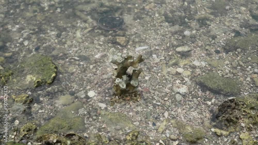 video of seascape with rocks, with calm waves and clean sea video of seascape with rocks, with calm waves and clean sea