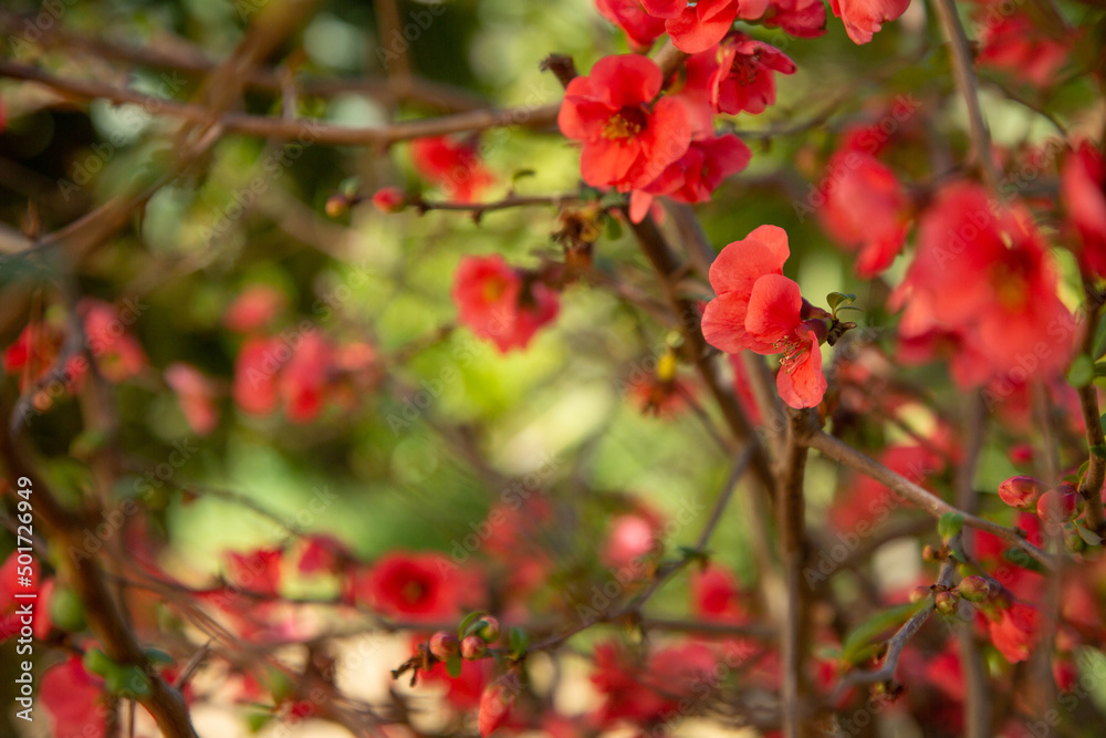 Beautiful red flowers of Japanese quince against the background of а foliage in a blurry focus in the garden. The background of a flowering shrub with red flowers.