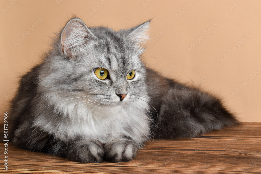 A cute fluffy gray cat is lying on a wooden table. Pet