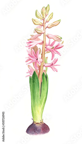 Watercolor illustration with green watercolor hyacinth. Artwork of blooming pink hyacinth flower. Watercolor drawing.