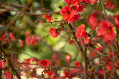 Beautiful red flowers of Japanese quince against the background of а foliage in a blurry focus in the garden. The background of a flowering shrub with red flowers.