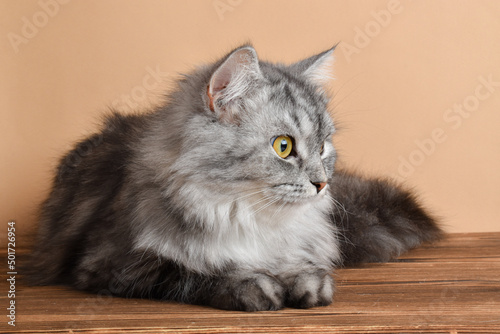 A cute fluffy gray cat is lying on a wooden table. Pet
