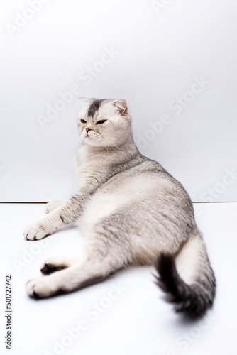 Gray domestic scottish fold cat sitting on a white background