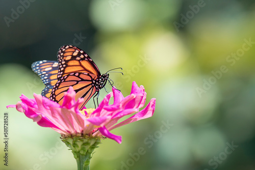 Orange monarch butterfly on a zinnia flower