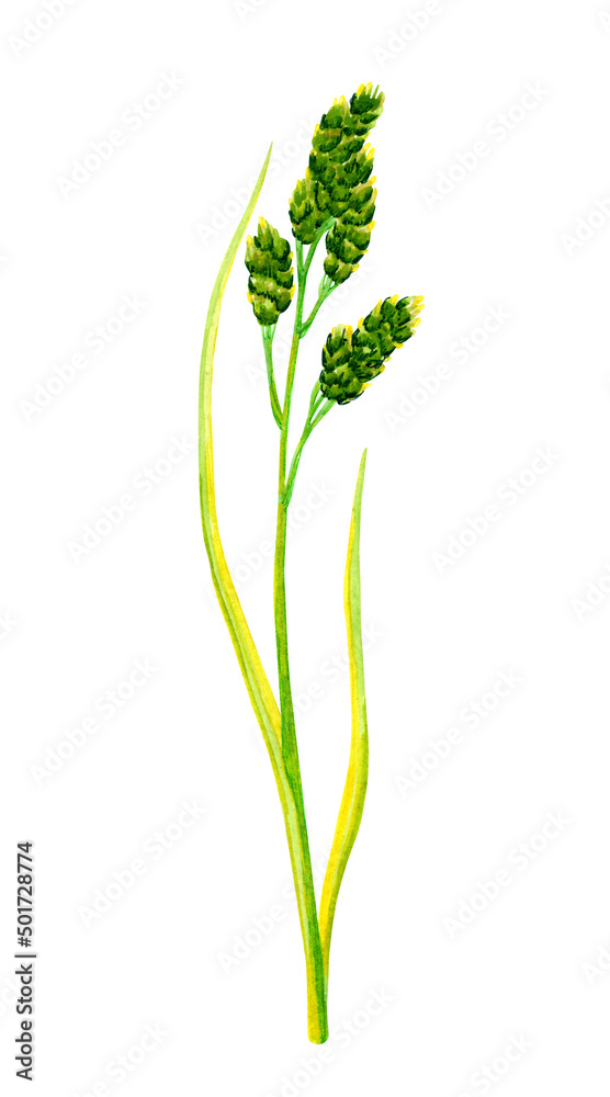 Obraz premium Meadow plants. Cereal spikelet. Branch of green herbs with flowers. Summer field. Hand drawn watercolor illustration isolated on white background.