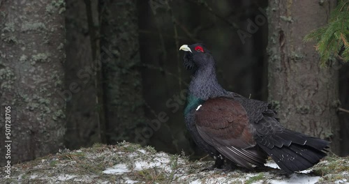 Western capercaillie (Tetrao urogallus) displaying in the wild area of the Carpathian Mountains during their lekking season. photo