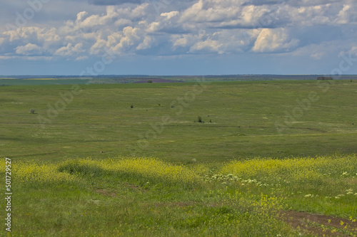 Endless expanses of the spring steppe. Distant horizons off the steppe plain. The sky above the flowering grassy field. Picturesque rural landscape. Natural carpet. Odessa region, Ukraine.