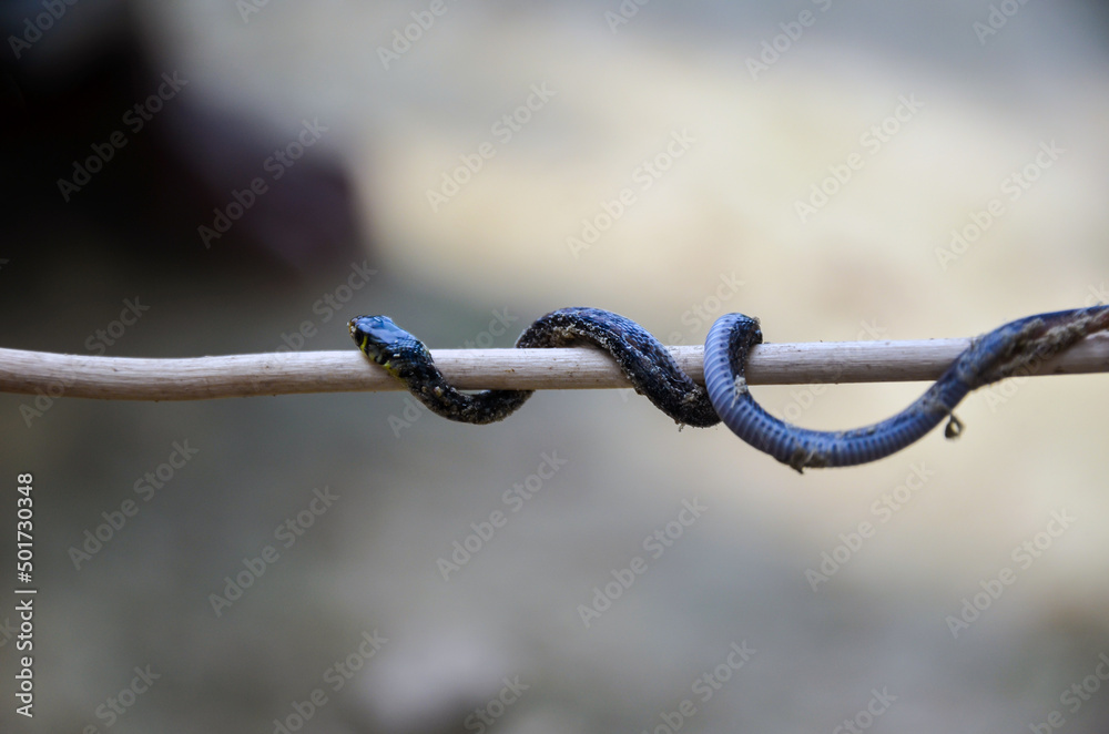 Foto de Selective focus on the baby snake wrapping around a tree branch. Black poisonous viper