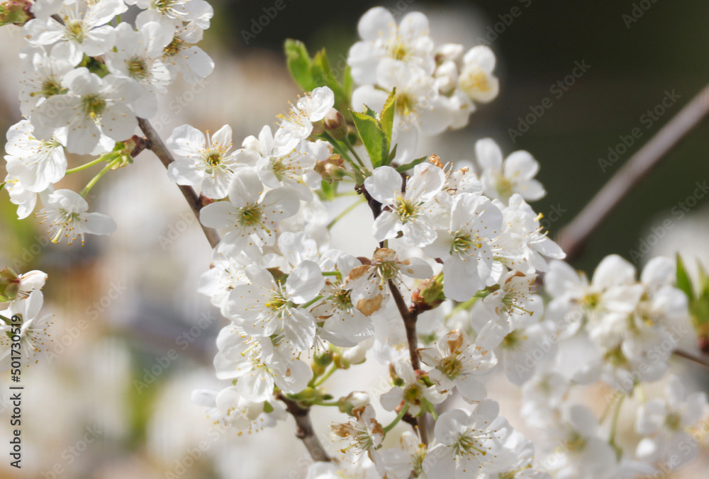 Cherry Blossoms in a Garden, Germany, Europe Cherry Blossoms in a Garden, Germany, Europe