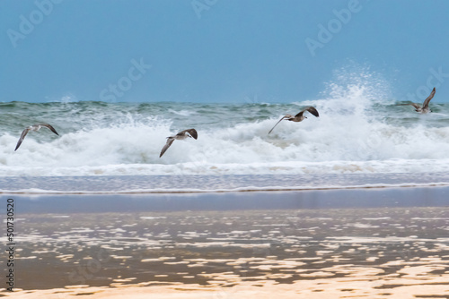 gabbiani 01 - gabbiani in volo a peli d'acqua con onde 
 del mare sullo sfondo.