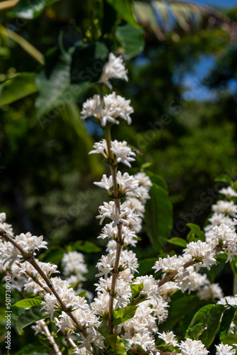 Coffee tree branch with green leaves and white flowers in a sunny day, Chiriqui highlands, Panama, Central America