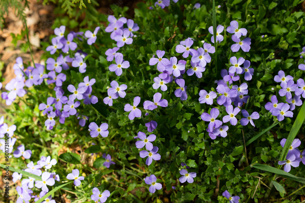 Blooming blue Aubrieta in spring in the garden Blooming blue Aubrieta in spring in the garden