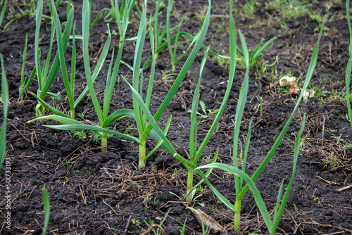 growing garlic, young shoots of garlic