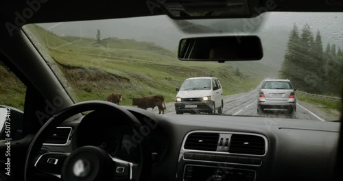 Driver travels by car slowing down to let animals cross road