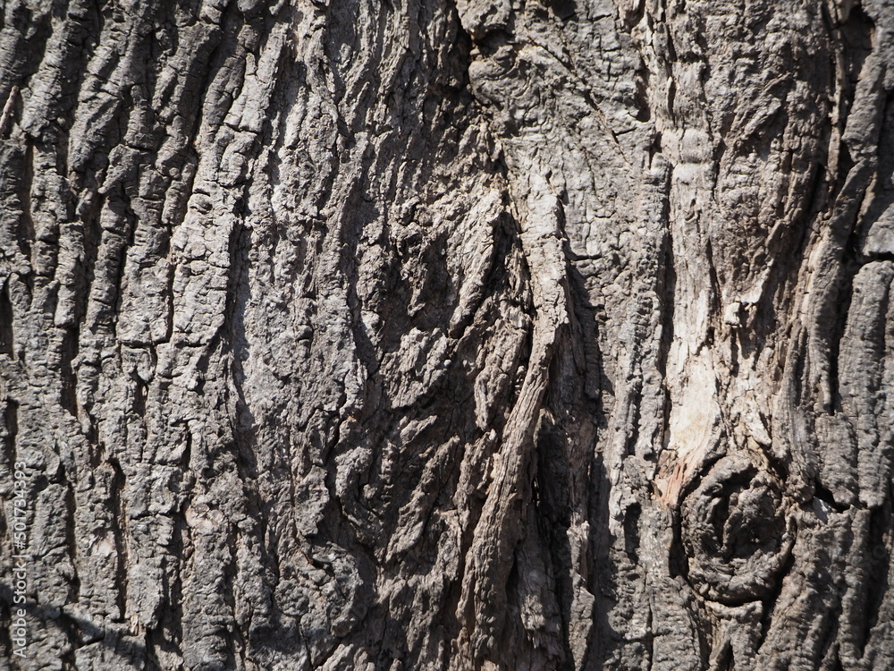 Obraz premium 樹木の幹の素材