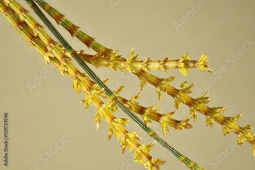 Macro view of isolated Drooping Sheoak (Allocasuarina verticillata) flowers on inflorescence photo