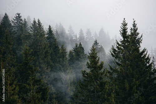 fog in the forest © Oleksii