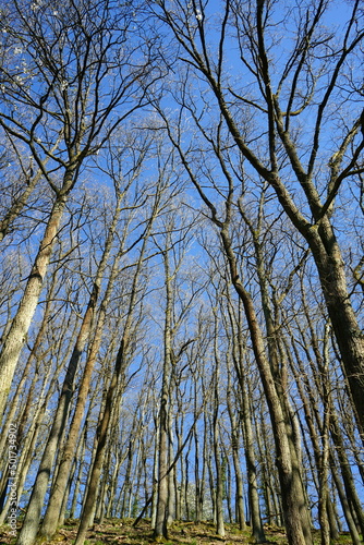 Dürre kahle Bäume vor blauem Himmel im Sonnenschein im Frühling bei Sonnenschein im Krofdorfer Forst in Wettenberg Krofdorf-Gleiberg bei Gießen in Hessen photo