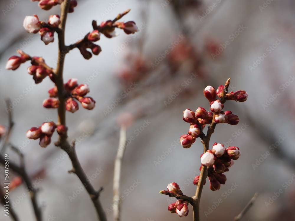 梅の花の蕾のクローズアップ 梅の花の蕾のクローズアップ