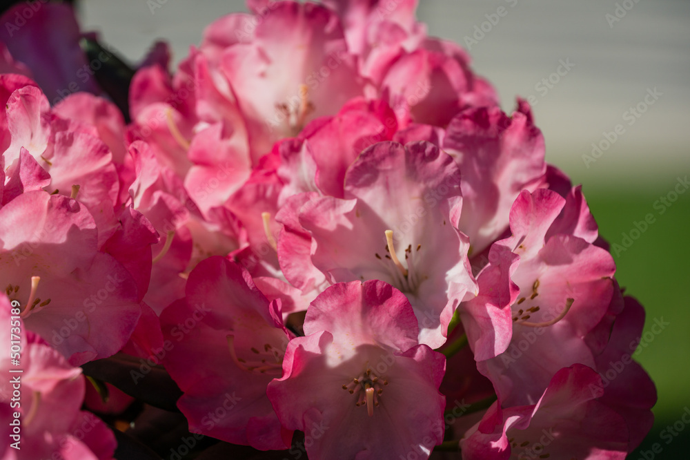 Close-up flowering bush Rhododendron Yakushimanum 'Fantastica'. Big pink blooming azalea in Public landscape city park 'Krasnodar' or 'Galitsky park'. Best place for relaxation and walking