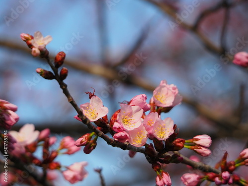 美しい桜の花のクローズアップ