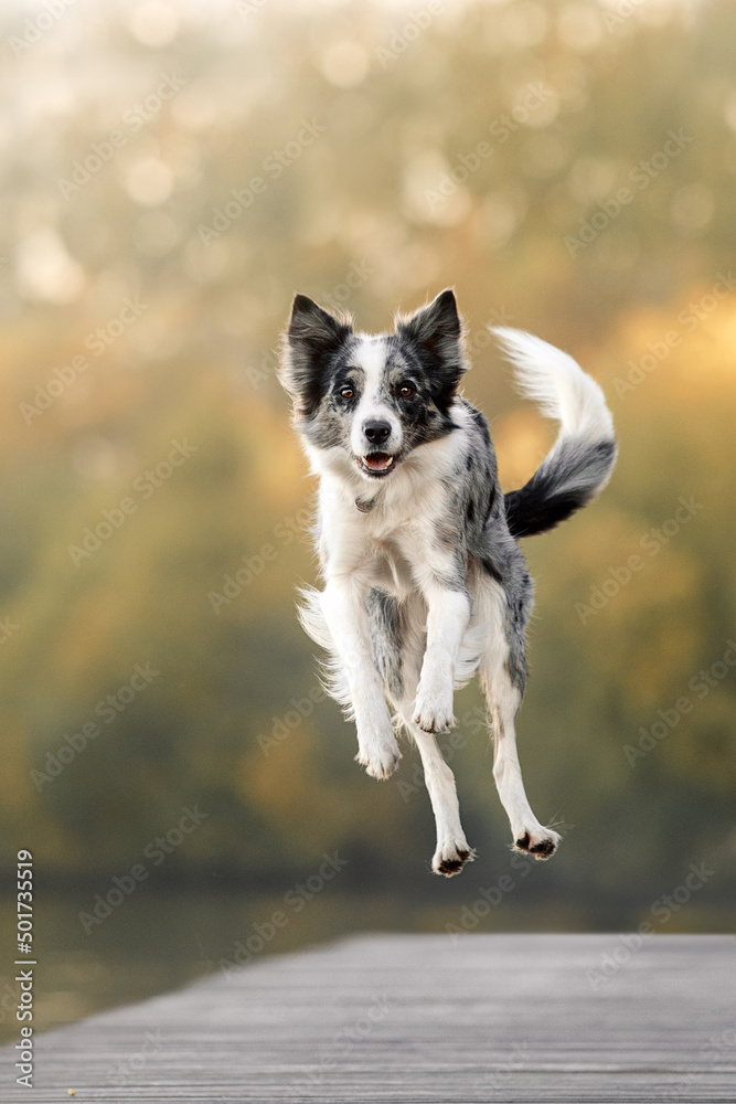 border collie dog