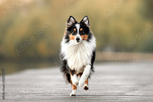Εκτύπωση καμβά sheltie dog