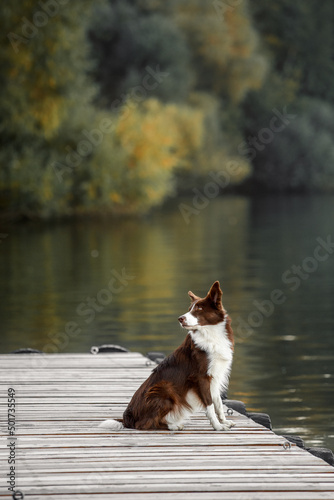 Fototapeta Naklejka Na Ścianę i Meble -  dog on the lake