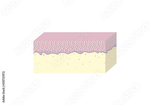 morphology of cervix uteri under a microscope, illustration, vector