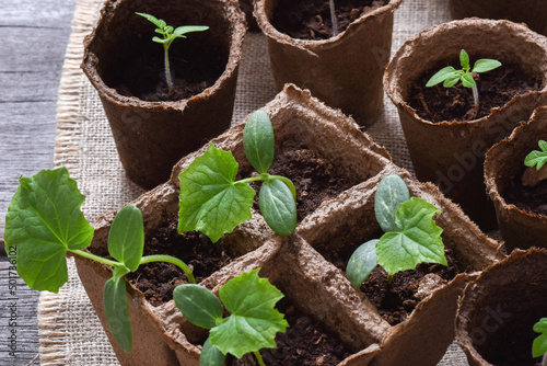 Selective focus. Cucumber seedlings in cardboard pots on a wooden table. Gardening and agriculture.