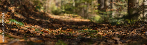Dry leaves on blurred ground in forest, banner.