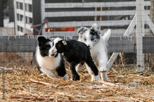 lamb and border collie puppy
