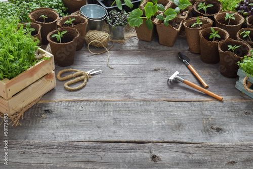 Background with cucumber and tomato seedlings and garden tools on a wooden background. Flat lay. Top view. Copy spase