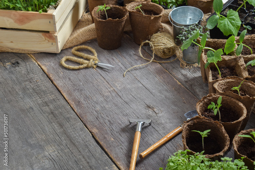 Background with cucumber and tomato seedlings and garden tools on a wooden background. Flat lay. Top view. Copy spase