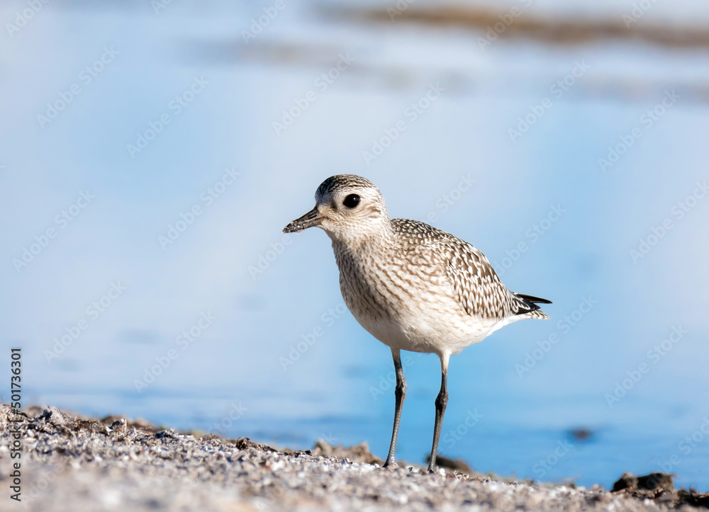 Kiebitzregenpfeifer (Pluvialis squatarola) Kiebitzregenpfeifer (Pluvialis squatarola)