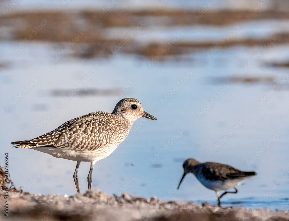 Kiebitzregenpfeifer (Pluvialis squatarola) Kiebitzregenpfeifer (Pluvialis squatarola)