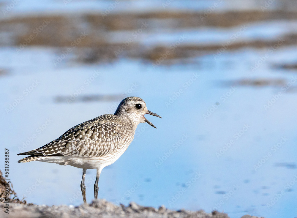 Kiebitzregenpfeifer (Pluvialis squatarola) Kiebitzregenpfeifer (Pluvialis squatarola)