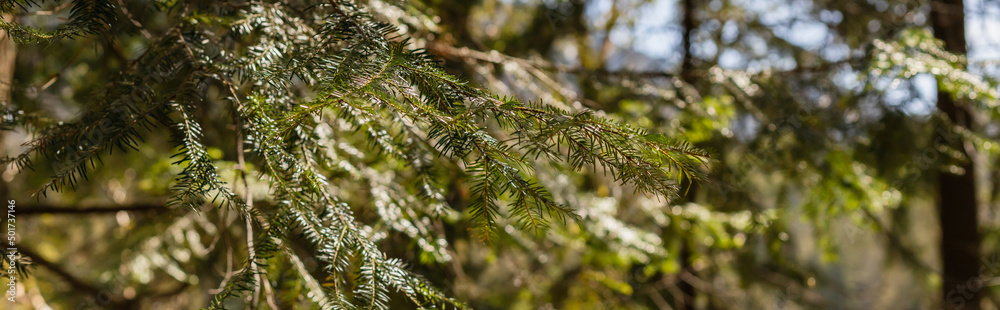 Branch of spruce tree in blurred forest, banner. Branch of spruce tree in blurred forest, banner.