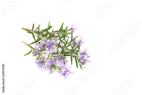 Rosemary sprig flowering isolated on white background. Aromatic evergreen shrub