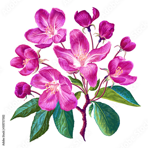 Vector botanical illustration in highly realistic style. Pink flowers, buds, and leaves bloom on apple tree branch. Hand drawn isolated flowers on white background for your design.