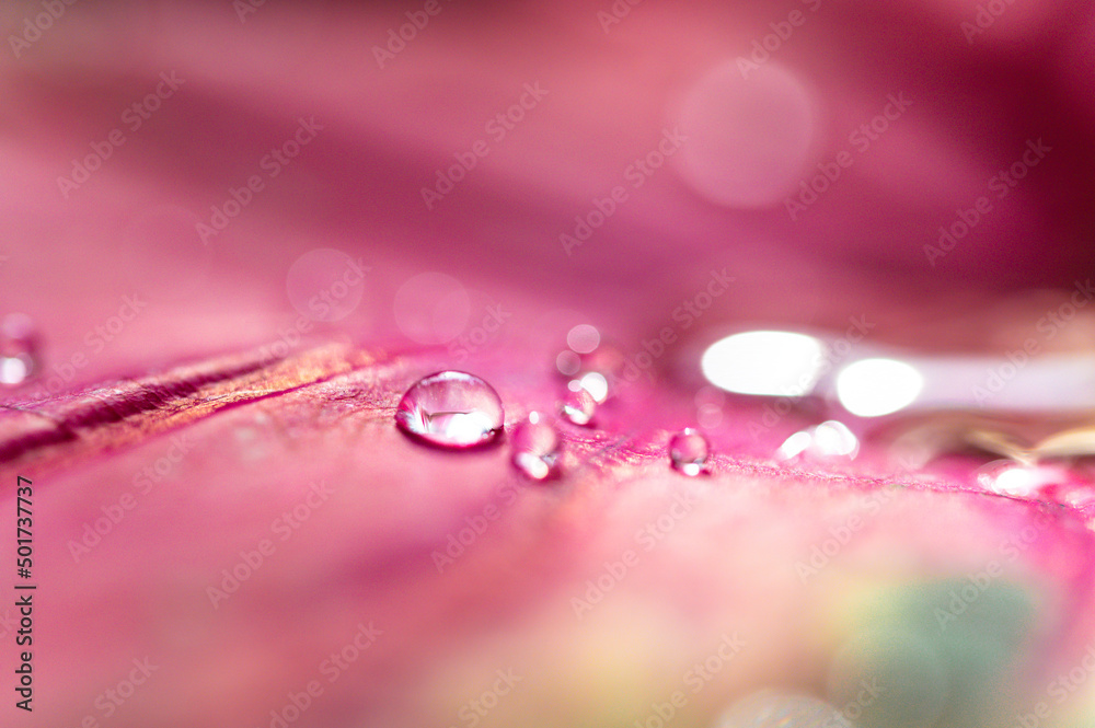 Fototapeta water droplets on pink leaves blurred background