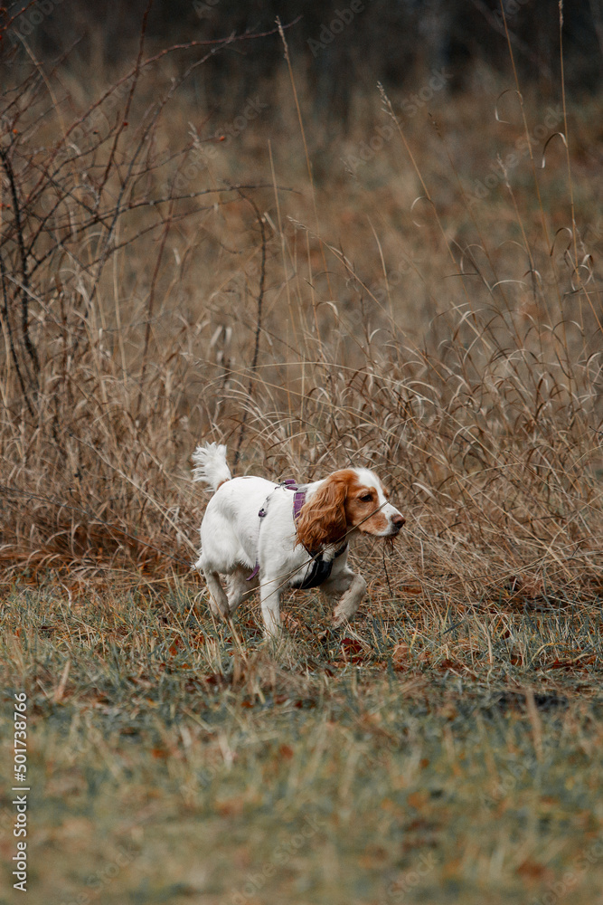 dog in the field dog in the field