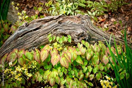 Barrenwort in the woods