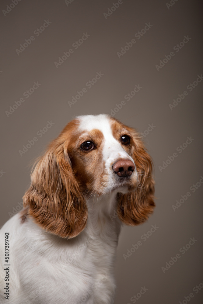 portrait of a dog