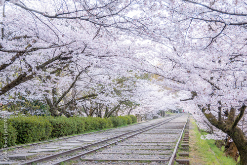 蹴上インクラインの桜