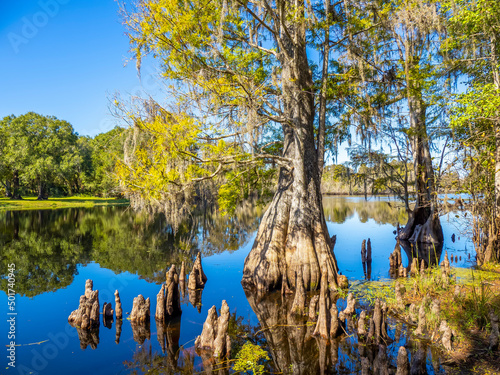 Cypress trees in water in Lettuce Lake Park in Hillsborough County in Tampa Florida USA photo