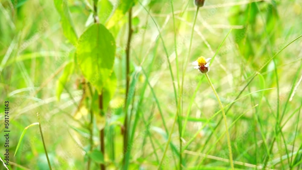 HD 1080p super slow Thai butterfly in pasture flowers Insect outdoor nature
