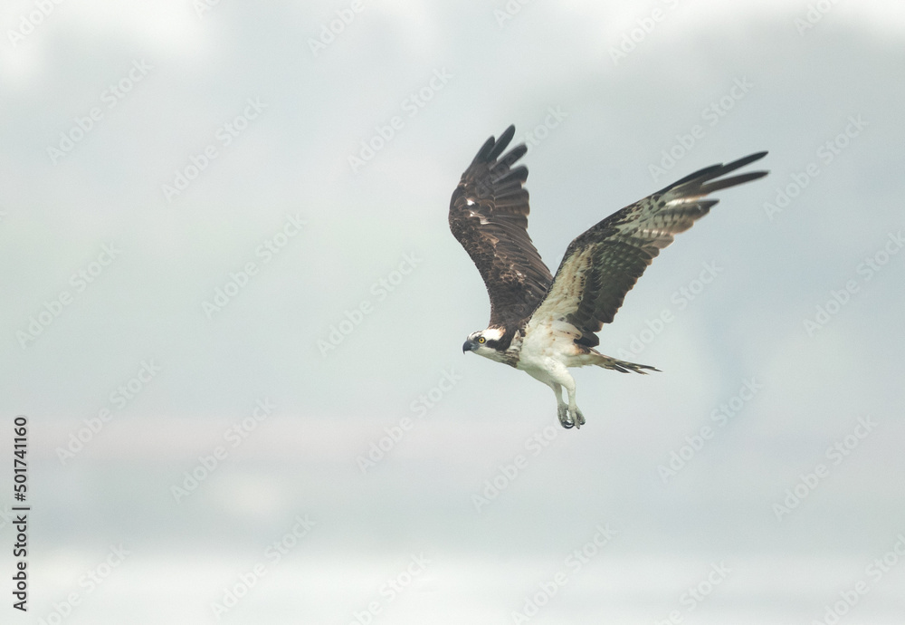 Osprey takeoff at Bhigwan bird sanctuary, Maharashtra Osprey takeoff at Bhigwan bird sanctuary, Maharashtra