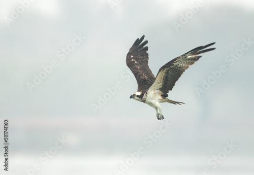 Osprey takeoff at Bhigwan bird sanctuary, Maharashtra © Dr Ajay Kumar Singh